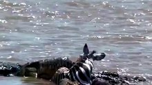 Crocodiles mob a zero and rip its belly open  🔥