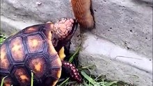 The slowest chase ever 🐢🐌