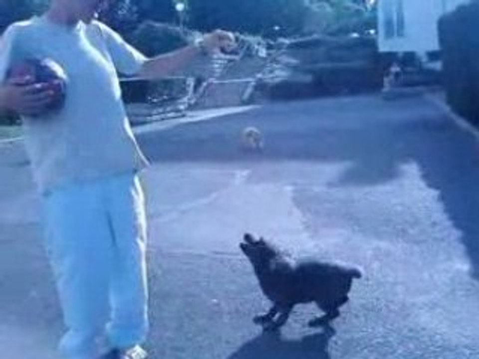 Ouf le chien