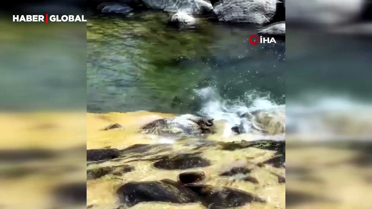 Sıcaktan bunalan yılanların şaşırtan görüntüleri kameraya yansıdı