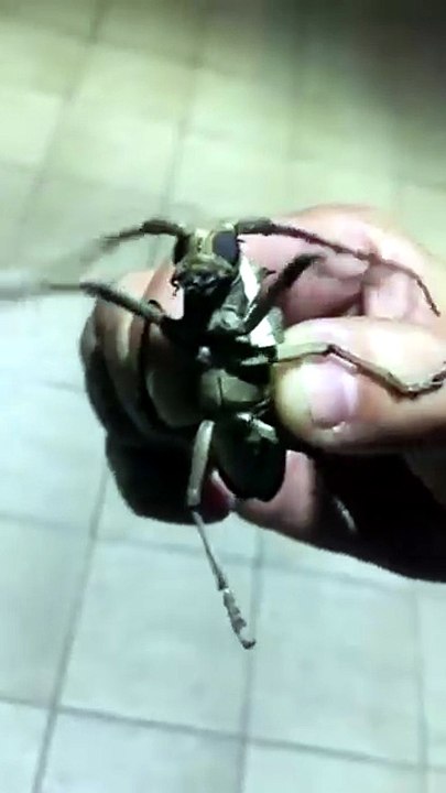 A weird insect 🔥