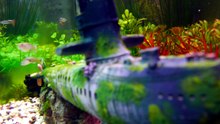 why guppy fish make bubbles