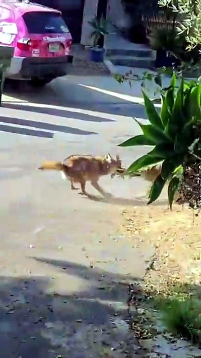 One Divided By Two  📽 by @ramirez194  A pair of hungry coyotes go splits on a squirrel  Squirrels get it so rough. 🔥