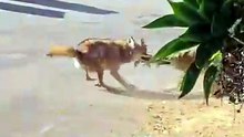 One Divided By Two  📽 by @ramirez194  A pair of hungry coyotes go splits on a squirrel  Squirrels get it so rough. 🔥