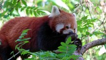 what does red panda eat
