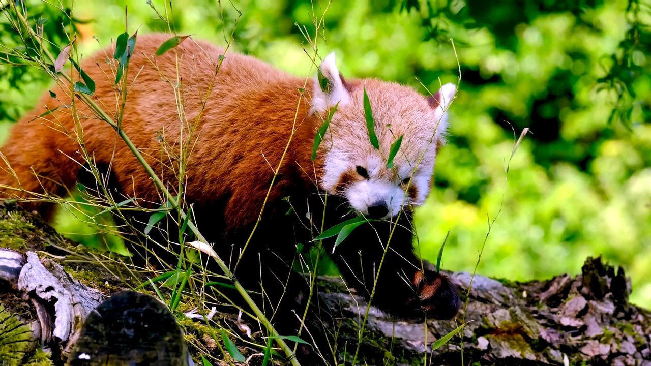 red panda eating grape