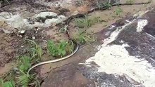 🔥Two Snakes Rolling on the Ground  Two Indochinese rat snakes (*Ptyas korros*) fighting and rolling on the ground – Southeast Asia 🔥