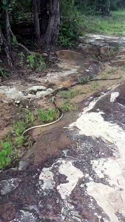 🔥Two Snakes Rolling on the Ground  Two Indochinese rat snakes (*Ptyas korros*) fighting and rolling on the ground – Southeast Asia 🔥