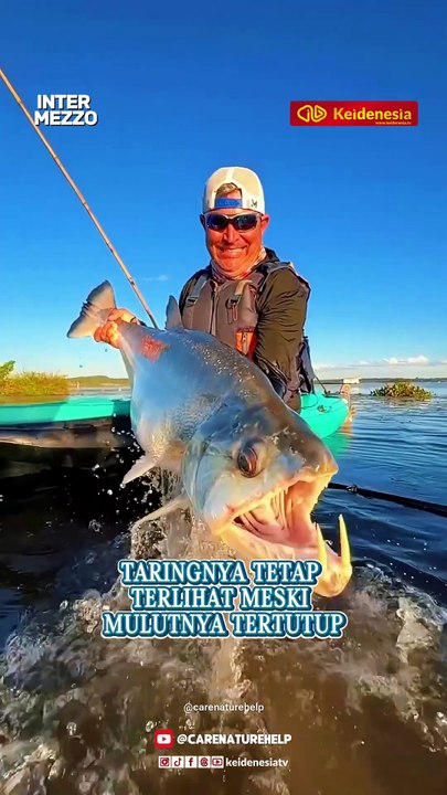 Payara, Ikan Vampir Penghuni Sungai Amazon