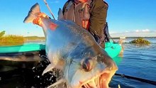 Payara, Ikan Vampir Penghuni Sungai Amazon