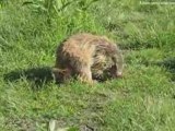 La marmotte en Haute Savoie