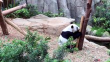why panda are stupid