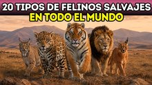 20 tipos de felinos salvajes de todo el mundo | Parte 1