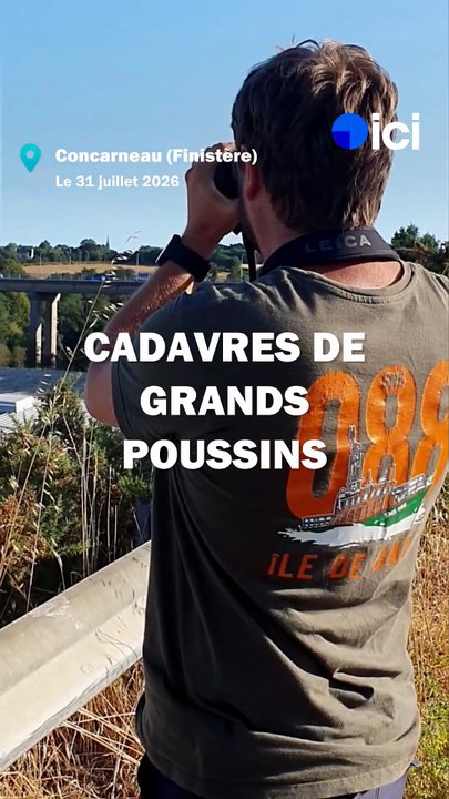 Les jeunes goélands décimés par la chaleur