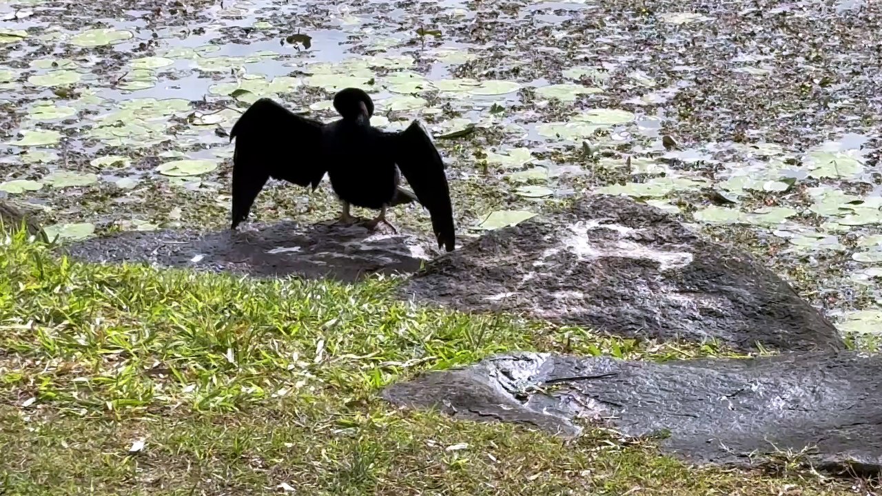 Little black cormorant 01