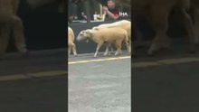 Lüks AVM'nin bahçesindeki koyunlar kamerada