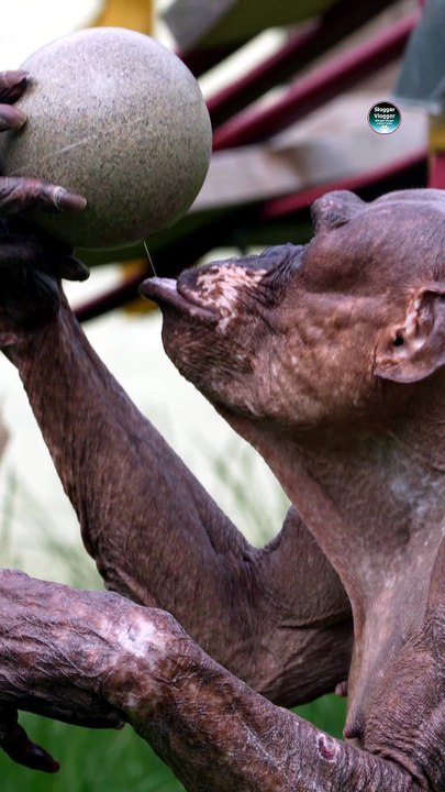 Watch Jambo Try to get his Nuts Out of the Ball