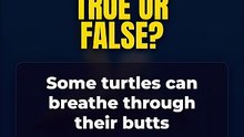 True or False? Some turtles can breathe through their butts 🤔