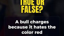 True or False? A bull charges because it hates the color red 🤔
