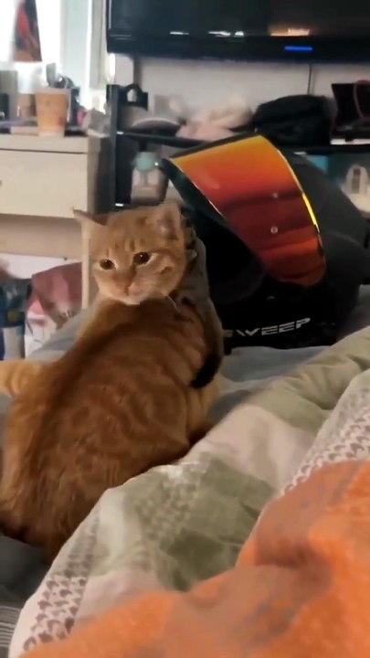 Funny Cat Videos. . 😸😸😸