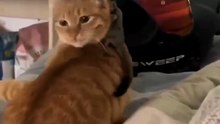 Funny Cat Videos. . 😸😸😸