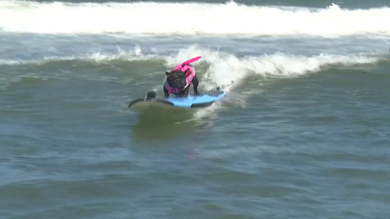Californie : des centaines de spectateurs réunis pour le championnat du monde de surf... pour chiens
