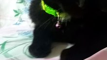 cat reaction to kitten meowing