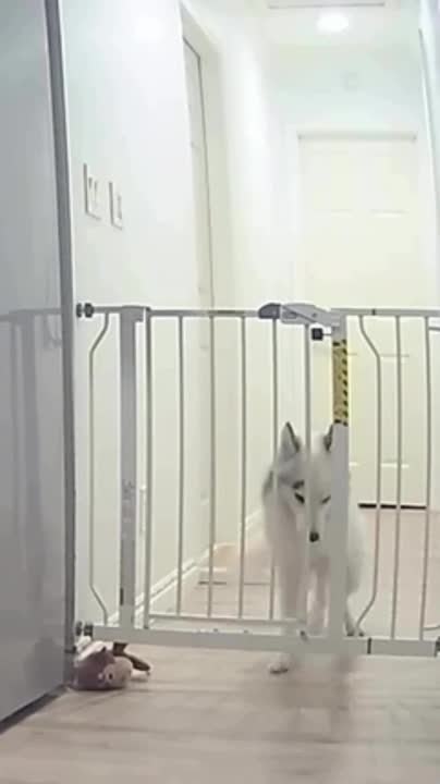 Pomski Manages to Open Child Proof Gate and Escape