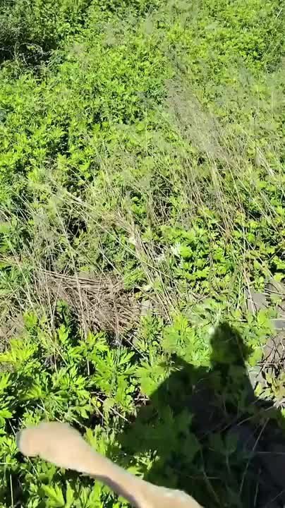 Man Rescues Trapped Fawn From Hole