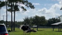 The Ostriches' AWKWARD Romance Leaves Everyone Speechless