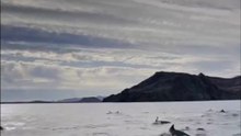 This Ocean Encounter With a Megapod of Dolphins Is AMAZING