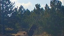 The Fox and Vulture's INTENSE Battle Over a Carcass