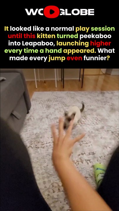 This Kitten Turns Peekaboo Into the FUNNIEST Jumping Game