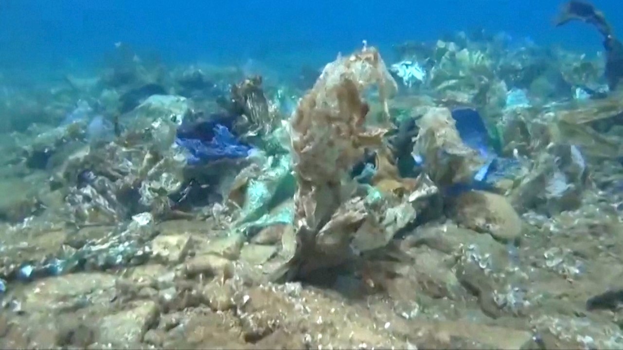 Fungi That Eat Plastic Could Help Combat Pollution