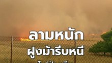 ฝูงม้าหนีไฟป่าในกรีซ หลังลุกลามหนัก | PPTV Online