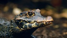 Meet the Orange Dwarf Cave Crocodiles: Crocs that mutated into a new species