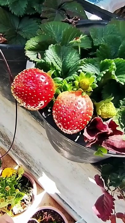 #strawberry #pahadilifestyle #pahadisong #pahadivlogs #pahadiculture