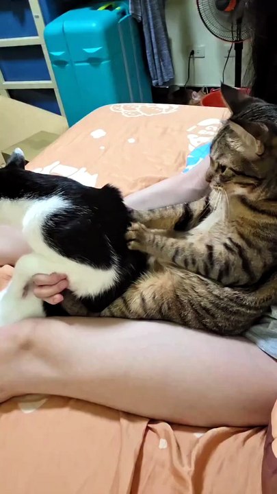 Please harder bruhh. . .😸😸😸