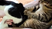 Please harder bruhh. . .😸😸😸