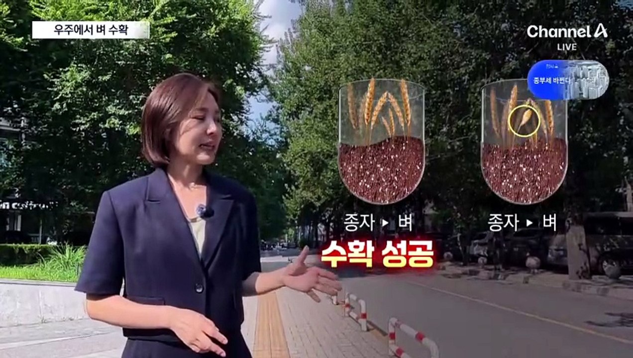우주서 벼 심고 재파종…中, 세계 최초 ‘연속 재배’ 도전