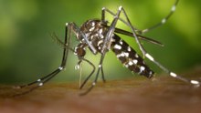 ¿Por qué quiere Google soltar 32 millones de mosquitos?