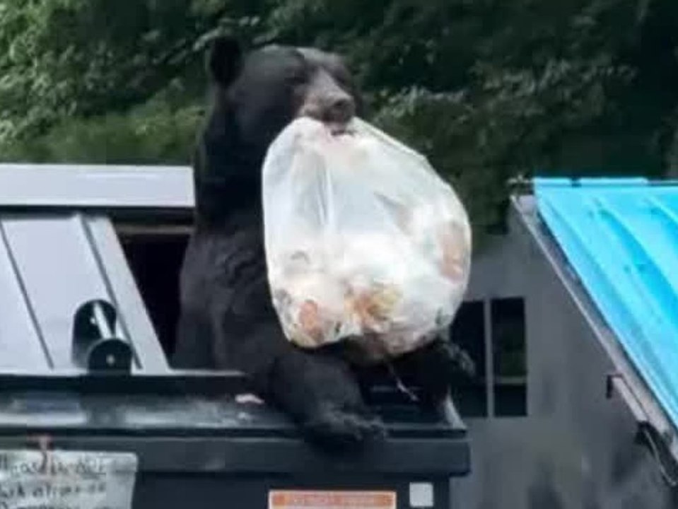 Bär plündert Müllcontainer: Plötzlich ist die Beute weg