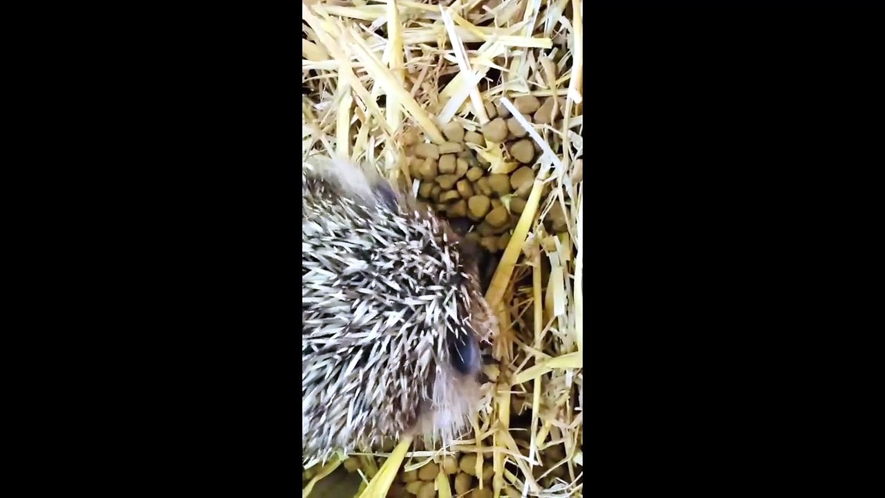 Hedgehogs being released in Wrecclesham