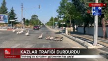 Tekirdağ'da kazlar trafiği durdurdu