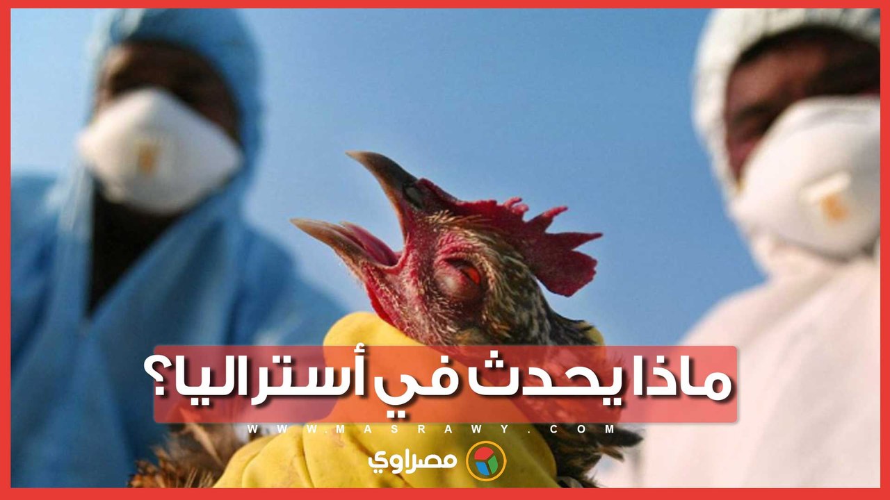 موجة جديدة من إنفلونزا الطيور تجتاح أستراليا وسط صعوبات في احتواء الأزمة