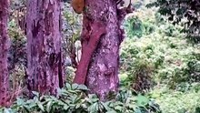 Kerala Elephant Plucks Giant Jackfruit Straight from the Tree!