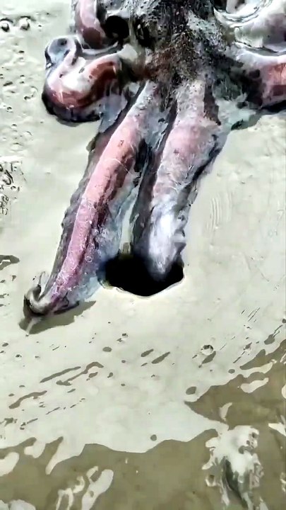 Have you ever seen an octopus disappear like this