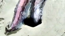 Have you ever seen an octopus disappear like this