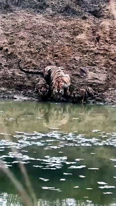Mother Tiger With Cute Cubs in Karwa Gate Tadoba | Self Drive Safari in Own Car | Support My Channel