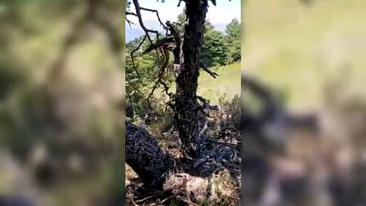 El incendio de La Mierla desciende a Nivel 0 y queda controlado tras 18 días